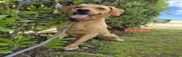 Meticcio cani in regalo: Flocky: 2 anni, taglia contenuta, socievole  - Annuncio 2