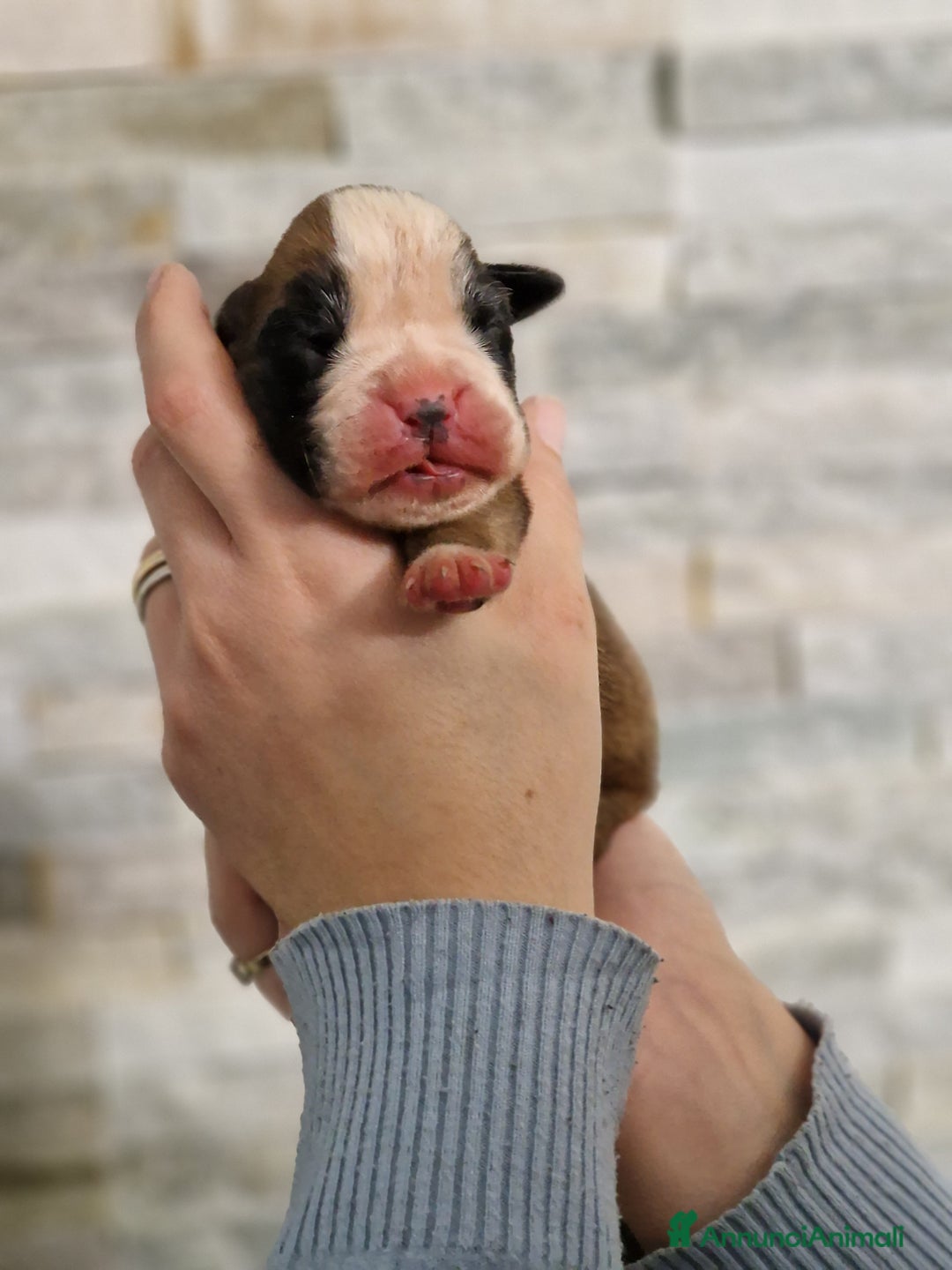 Boxer cani in vendita: Cuccioli Boxer del Principe di Tavi - Annuncio 7