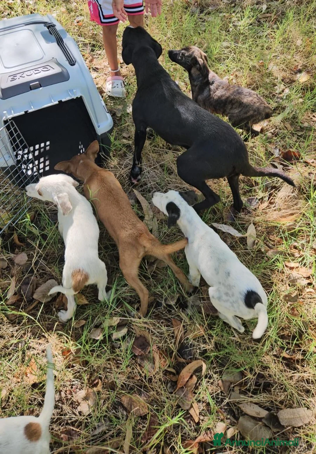 Meticcio cani in regalo: Meringa: 3 mesi taglia contenuta  - Annuncio 2