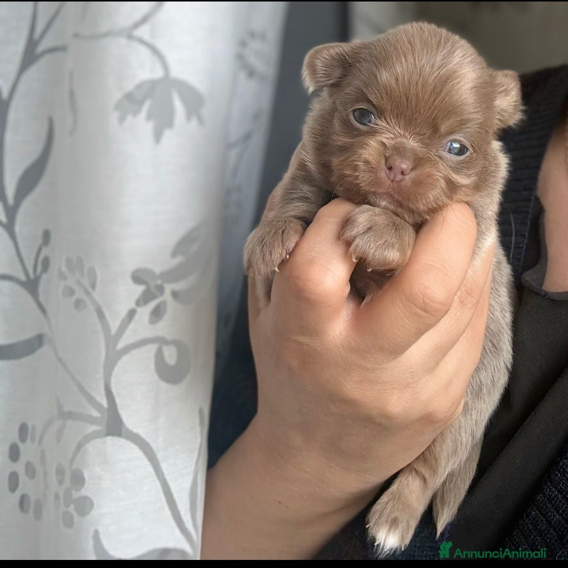 Chihuahua cani Chihuahua femminuccia  - Annuncio 1
