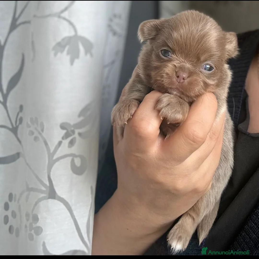 Chihuahua cani in vendita: Chihuahua femminuccia  - Annuncio 1