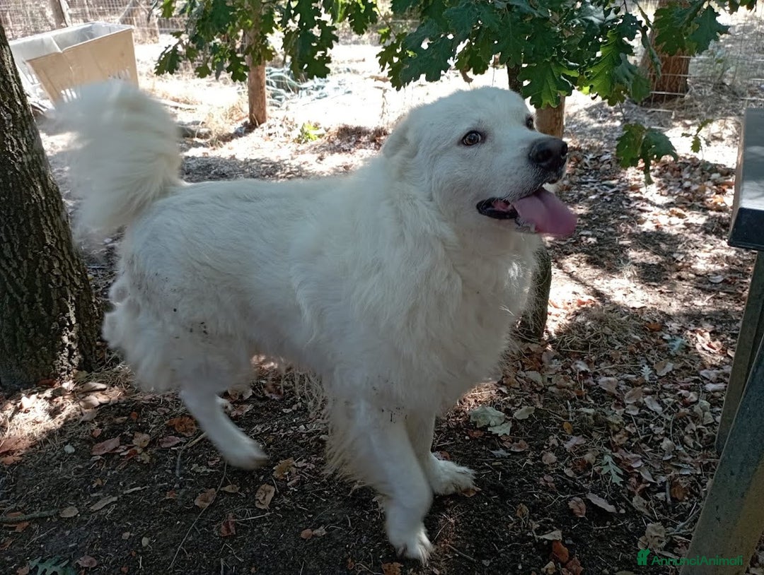 Pastore Svizzero cani in regalo: BUONISSIMO SIMIL PASTORE SVIZZERO 3 ANNI - Annuncio 6