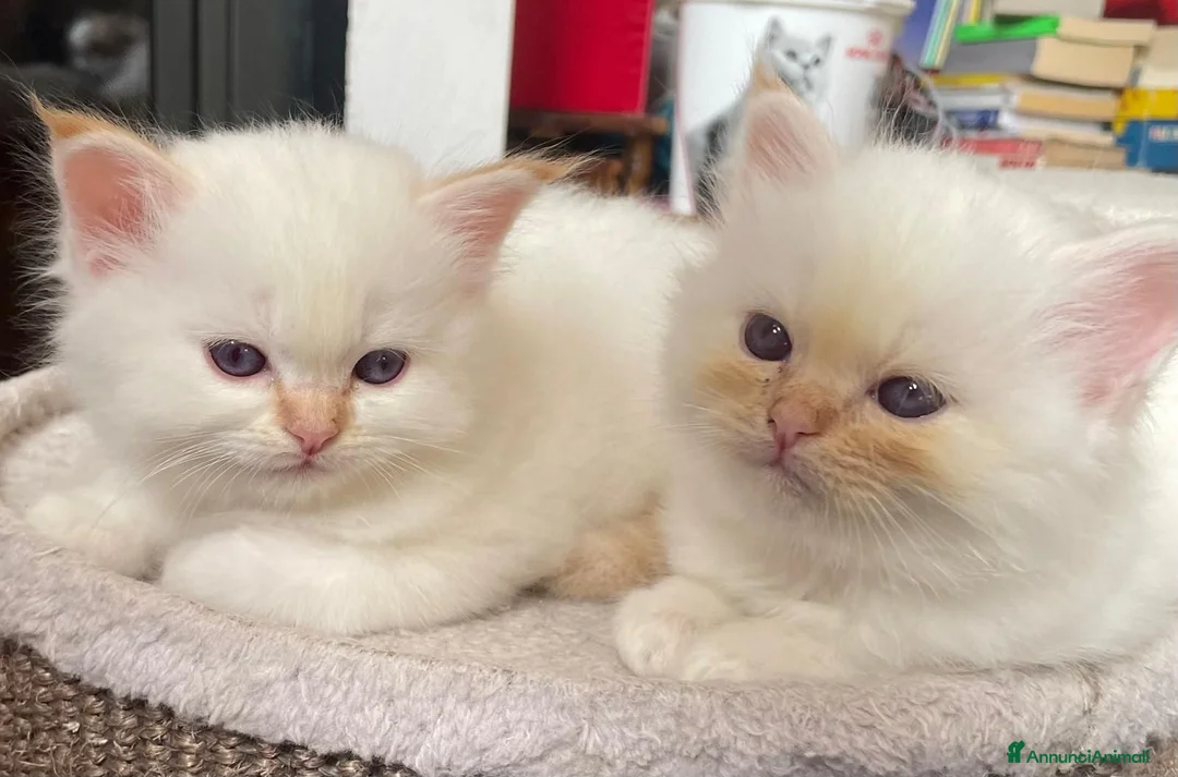 Sacro di Birmania gatti in vendita: CUCCIOLI SACRO BIRMANIA BOLOGNA - Annuncio 11