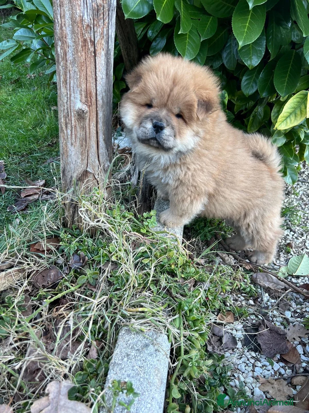 Chow Chow cani in vendita: Cucciolo di Chow Chow  - Annuncio 1