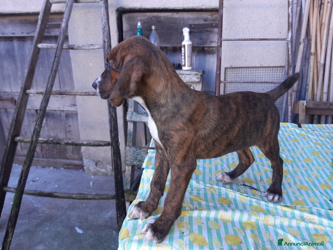 Segugio Maremmano cani in vendita: Cuccioli di Segugi maremmani - Annuncio 2