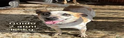 Meticcio cani in regalo: CANI TAGLIA PICCOLA E CONTENUTA  a Provincia di Pistoia - Annuncio 8