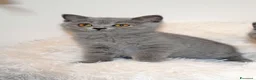 Scottish gatti in vendita: Scottish fold e straight con pedigree - Annuncio 10