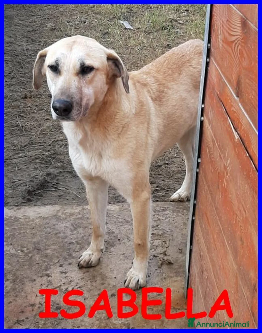 Meticcio cani in regalo: ISABELLA dolce e triste... - Annuncio 4