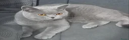 British gatti in vendita: BRITISH SHORTHAIR FEMMINA  - Annuncio 2
