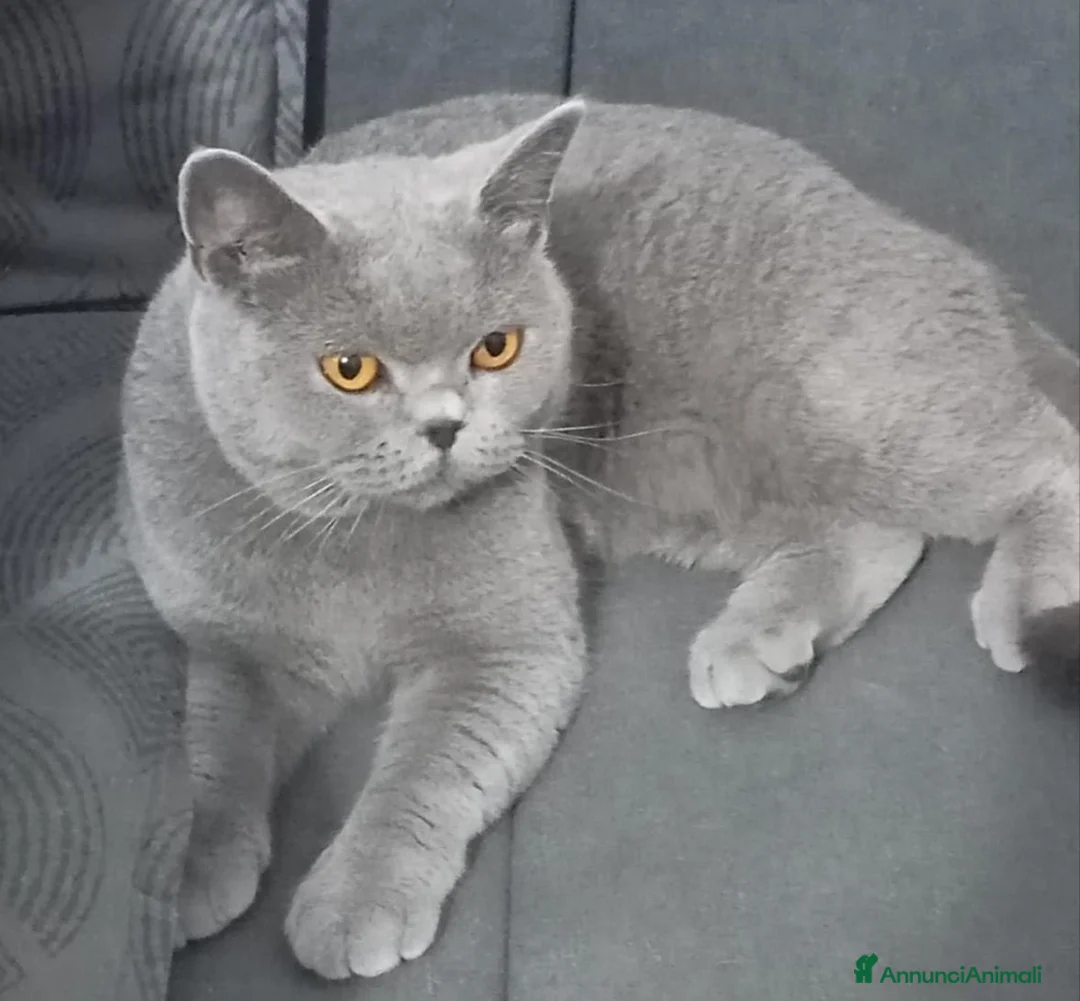 British gatti in vendita: BRITISH SHORTHAIR FEMMINA  - Annuncio 2