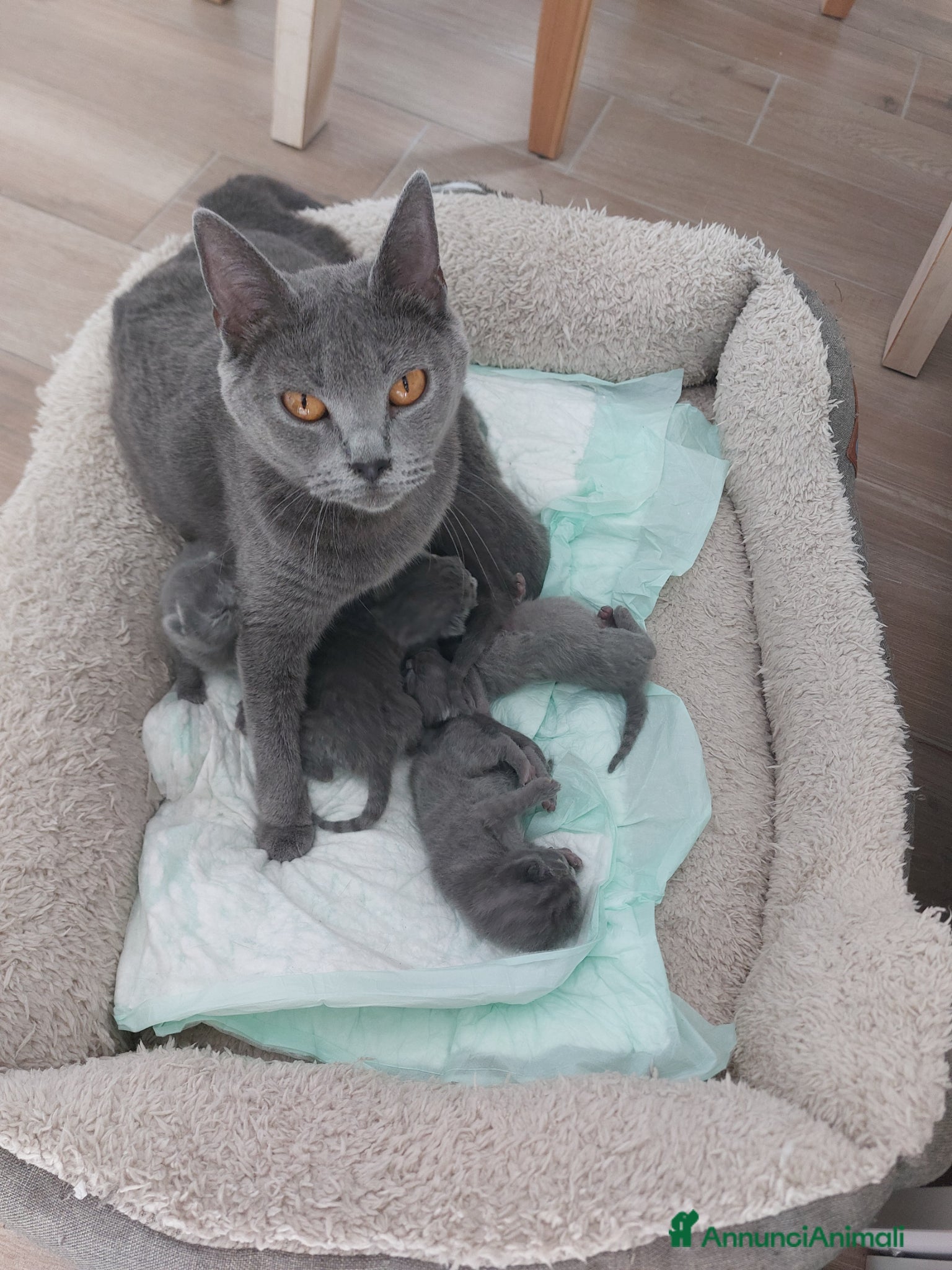 Certosino gatti Cuccioli certosini - Annuncio 16