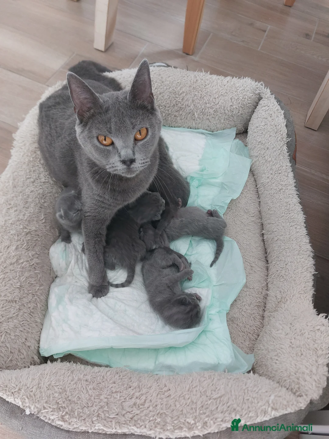 Certosino gatti in vendita: Cuccioli certosini - Annuncio 1