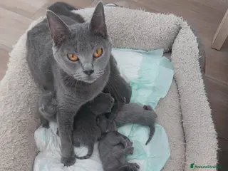 Certosino gatti Cuccioli certosini - Annuncio 16