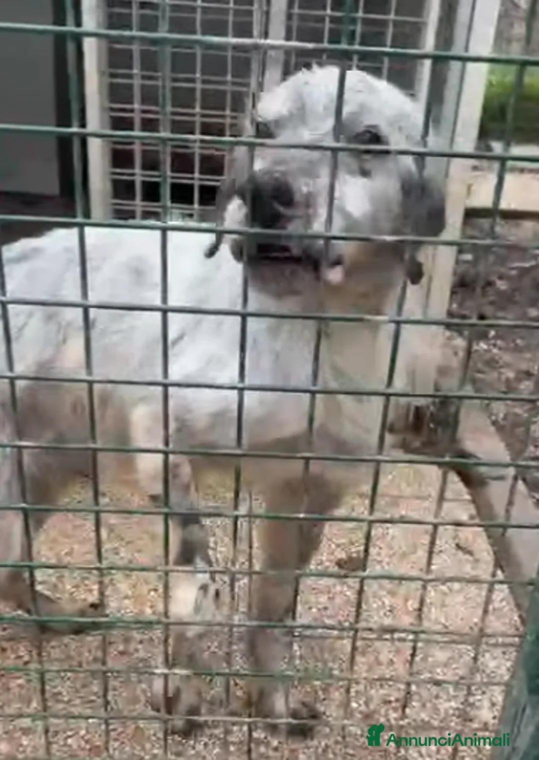 Setter Inglese cani in regalo: ADOZ.DEL💔:anziano malato naturalfinisce in canile - Annuncio 1