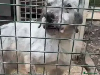 Setter Inglese cani ADOZ.DEL💔:anziano malato naturalfinisce in canile - Annuncio 23