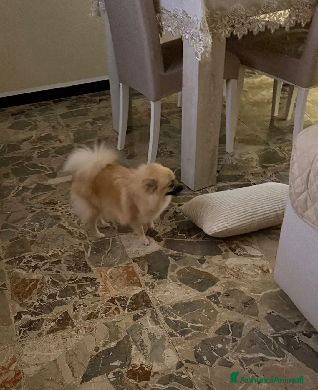 Spitz cani in vendita: Spitz piccolo  - Annuncio 2