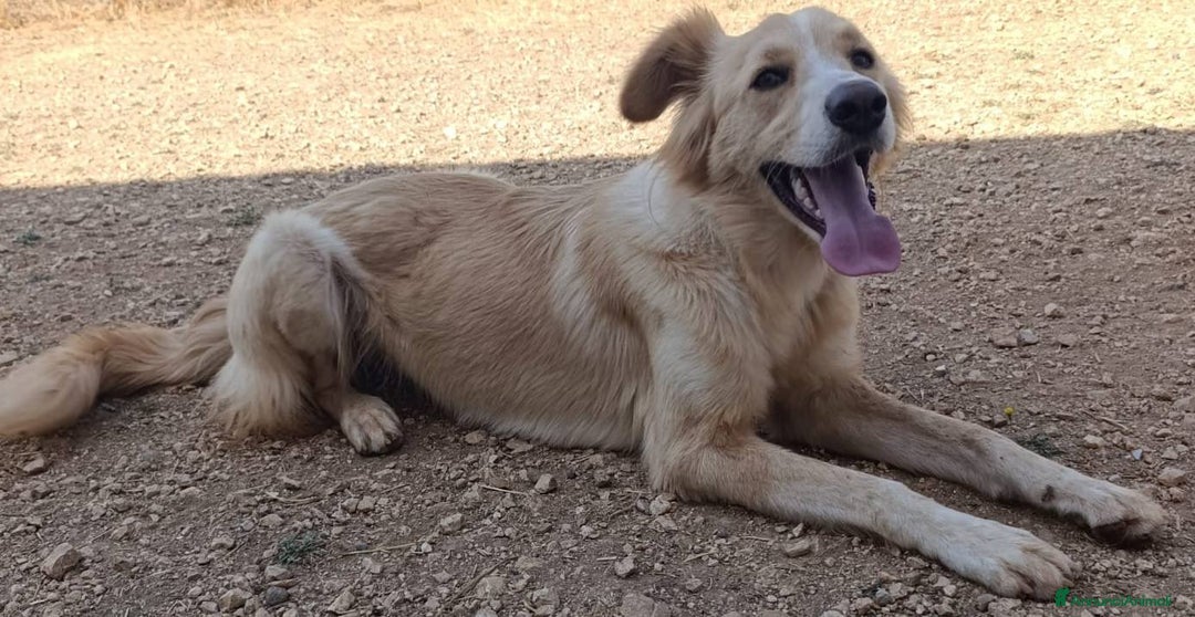Meticcio cani in regalo: Chantal fantastica cagnolina - Annuncio 7