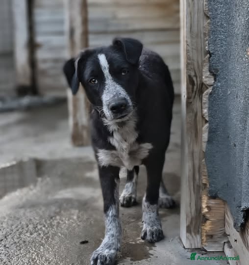 Meticcio cani Nello - Annuncio 18