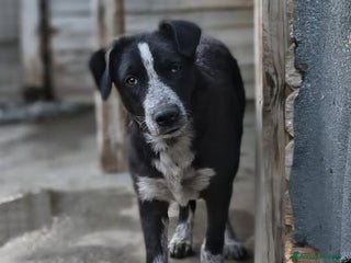 Meticcio cani Nello - Annuncio 22