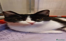 Europeo gatti in regalo: Micina 45giorni SOA CASA L'AQUILA a Città metropolitana di Milano - Immagine 2