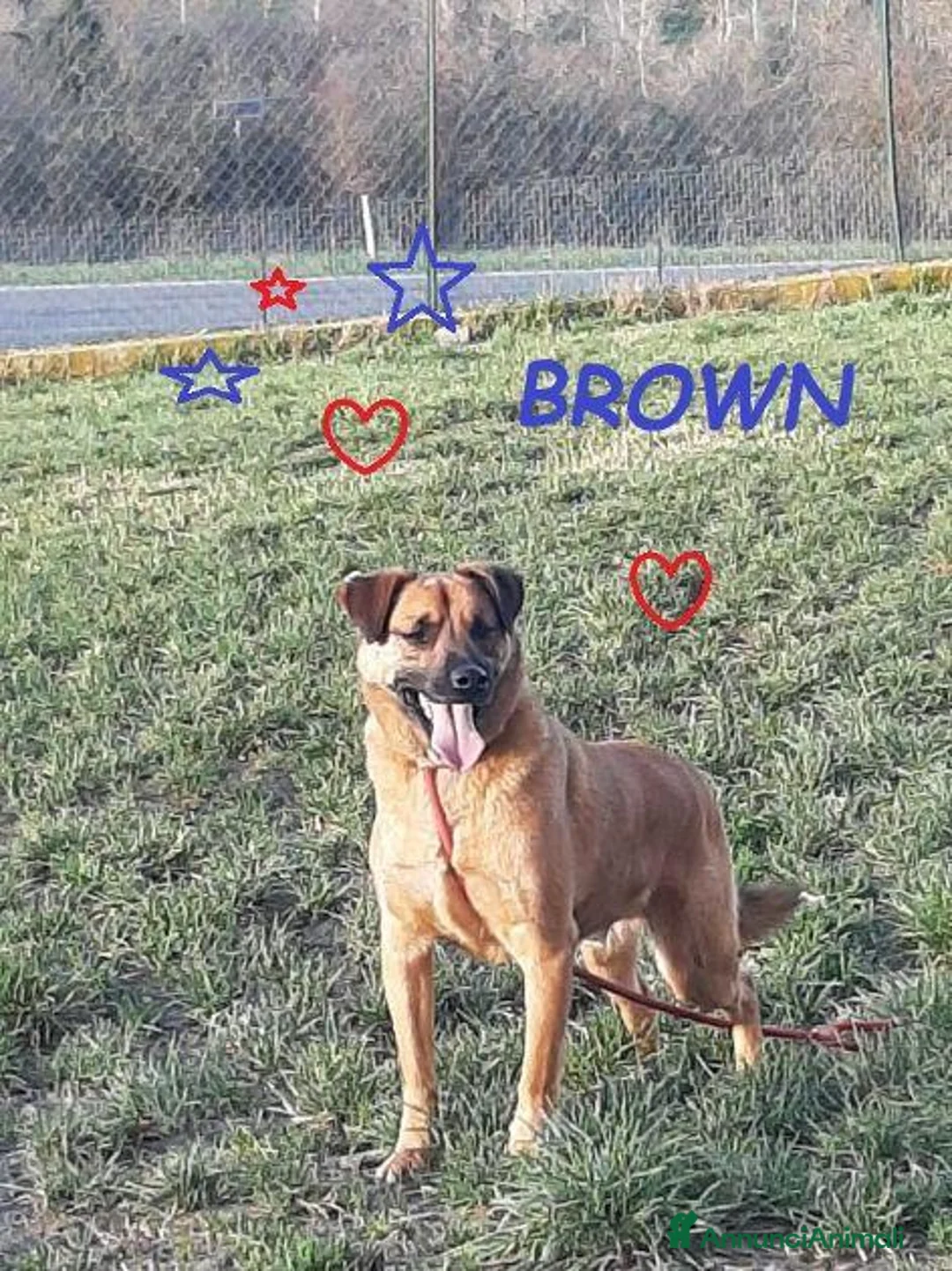 Meticcio cani in regalo: BROWN bel timidino! a Città Metropolitana di Firenze - Annuncio 1