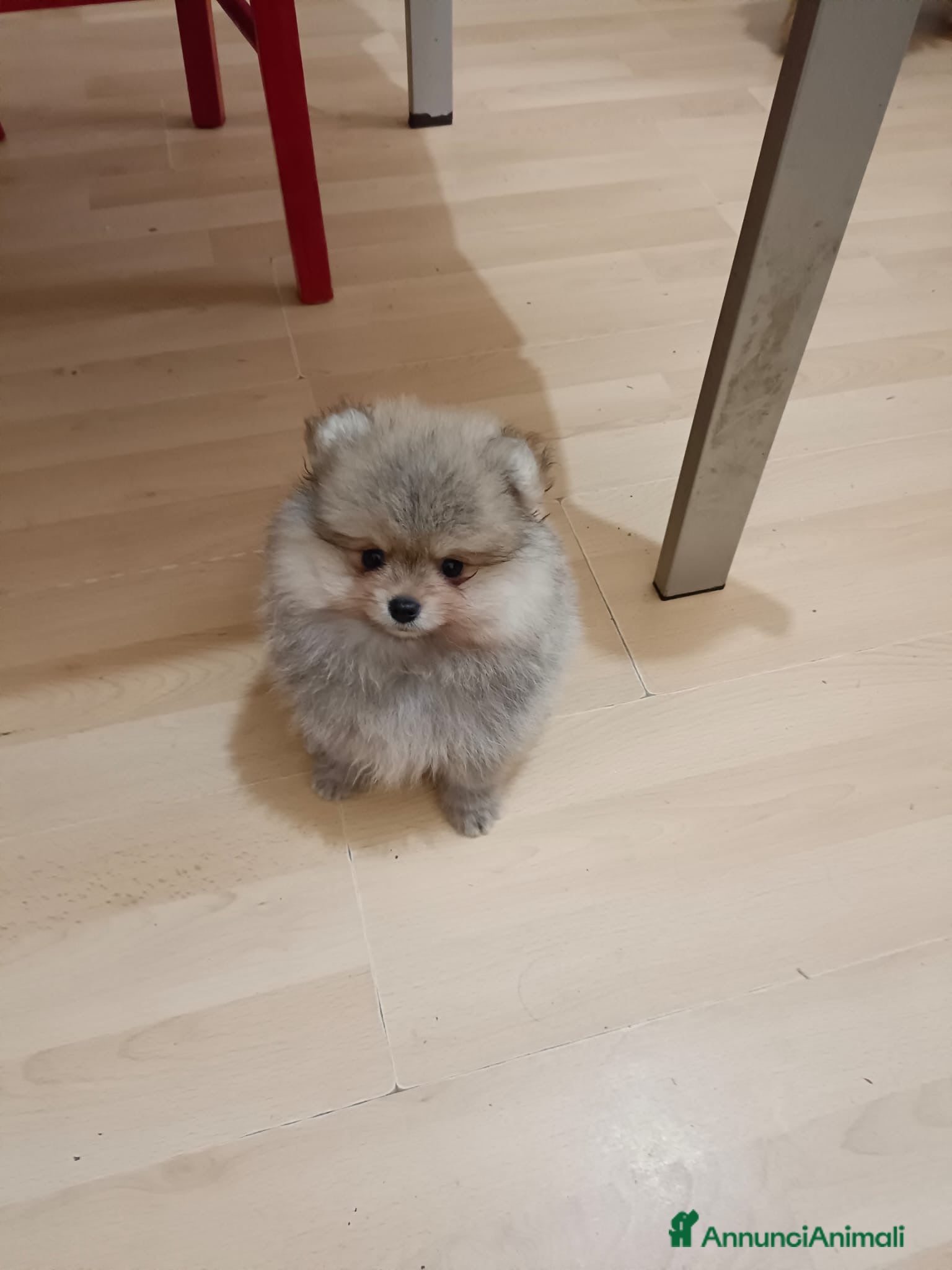 Volpino Pomerania cani Volpino di Pomerania  - Annuncio 1