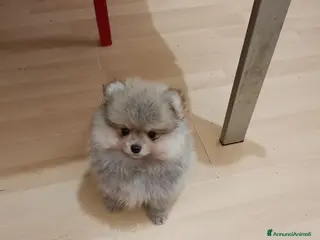 Volpino Pomerania cani Volpino di Pomerania - Annuncio 1