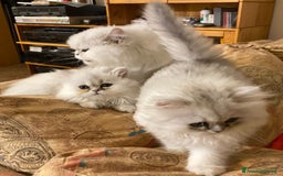 Persiano gatti in vendita: Gattine di due mesi di pura razza persiana a Provincia di Verona - Immagine 6