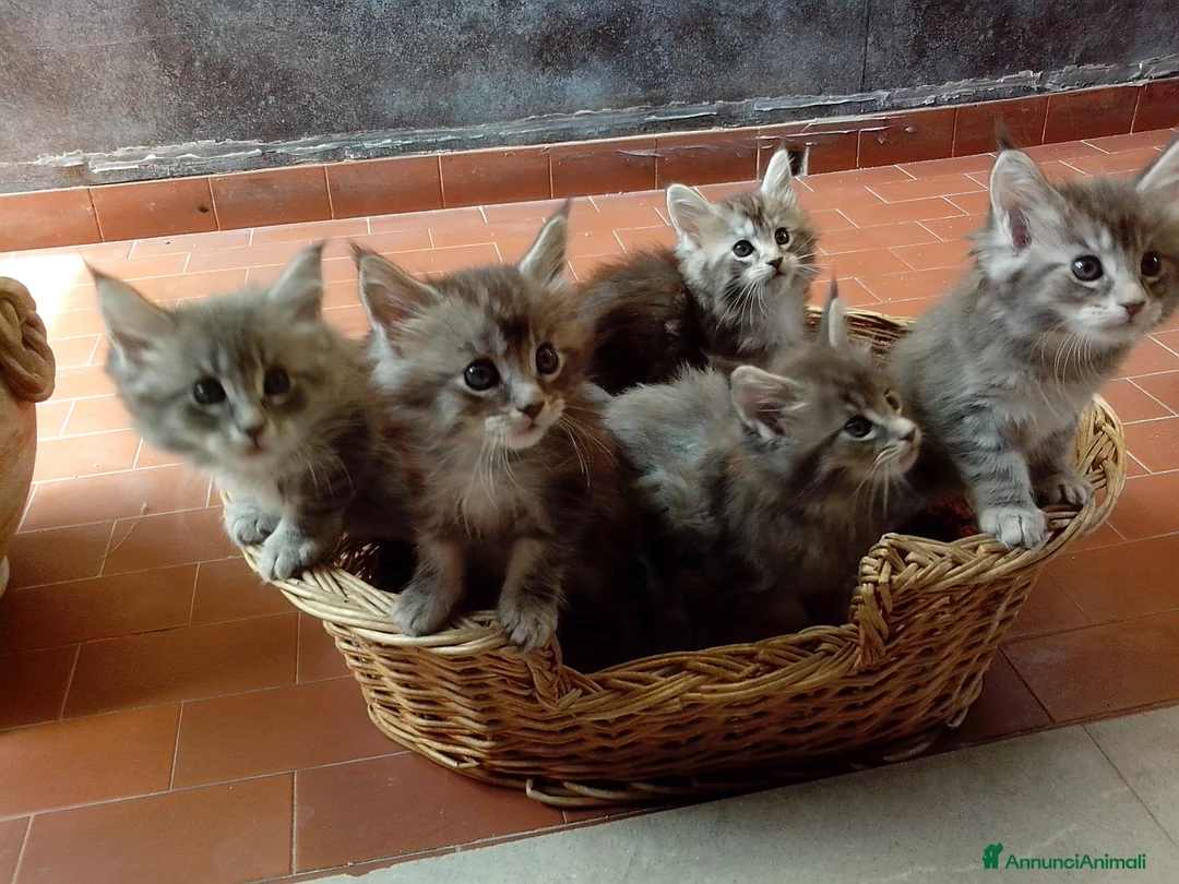 Immagine della galleria {{count}}