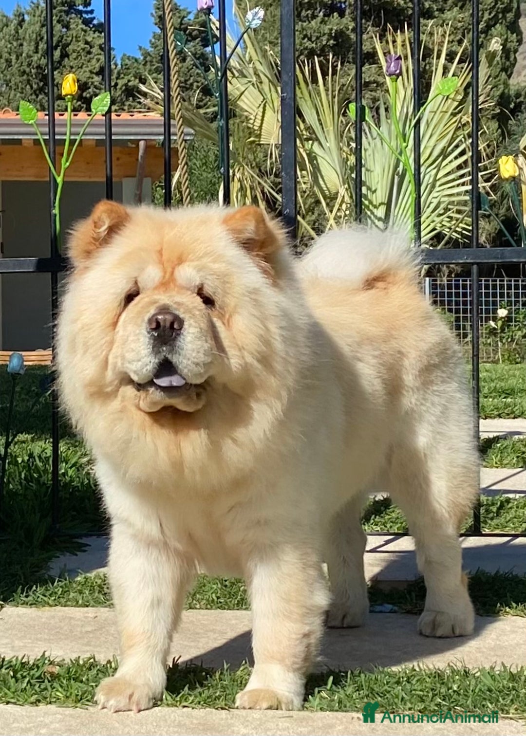 Chow Chow cani in vendita: Chow Chow Cucciole femmine nero e rosso  - Annuncio 26