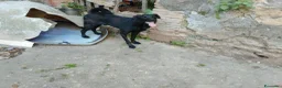 Meticcio cani in regalo: LOLLO - Annuncio 9