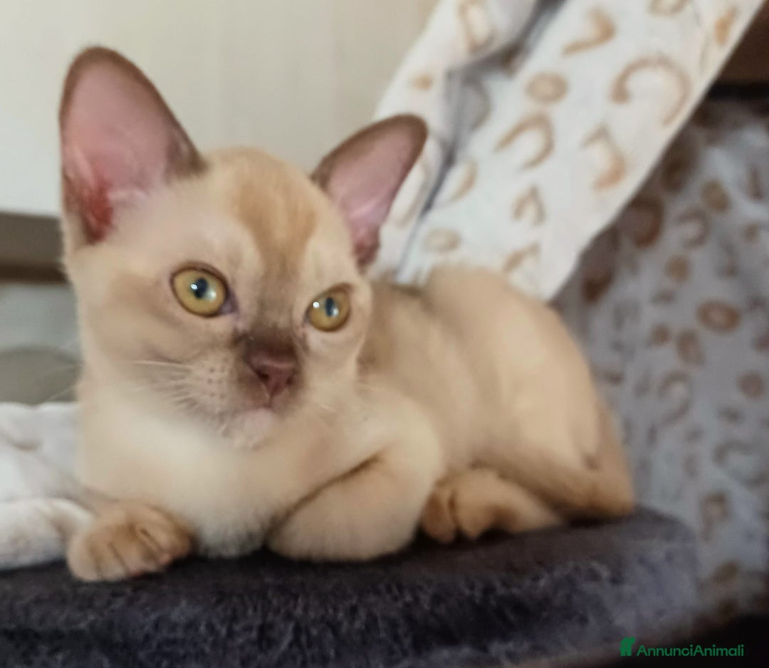 Burmese gatti in vendita: Cuccioli Burmesi Europei - Annuncio 1
