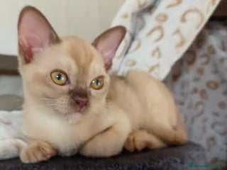 Burmese gatti Cuccioli Burmesi Europei - Annuncio 10