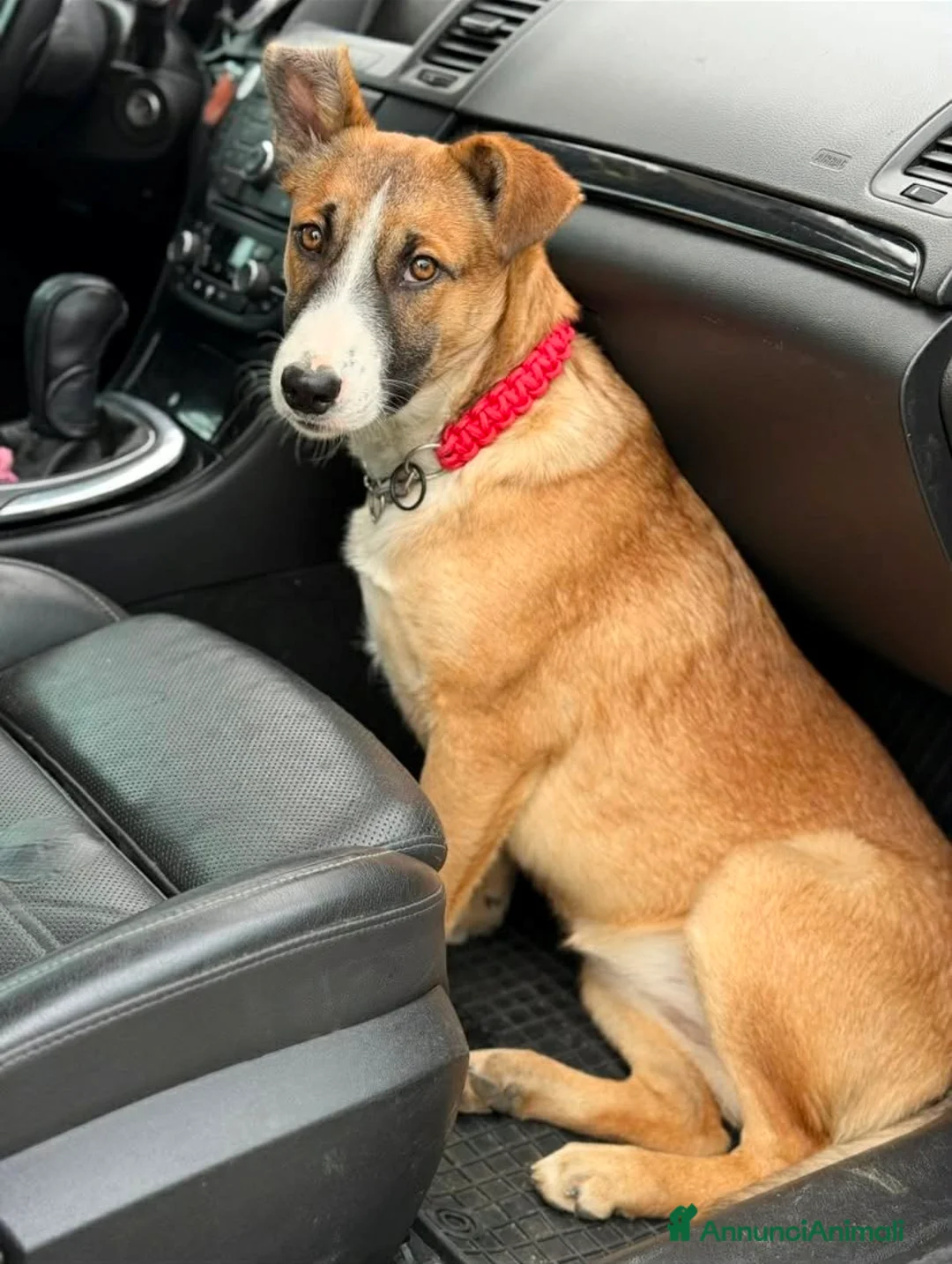 Meticcio cani in regalo: ASTRA, bellissima cucciolona rischia il canile! - Annuncio 4