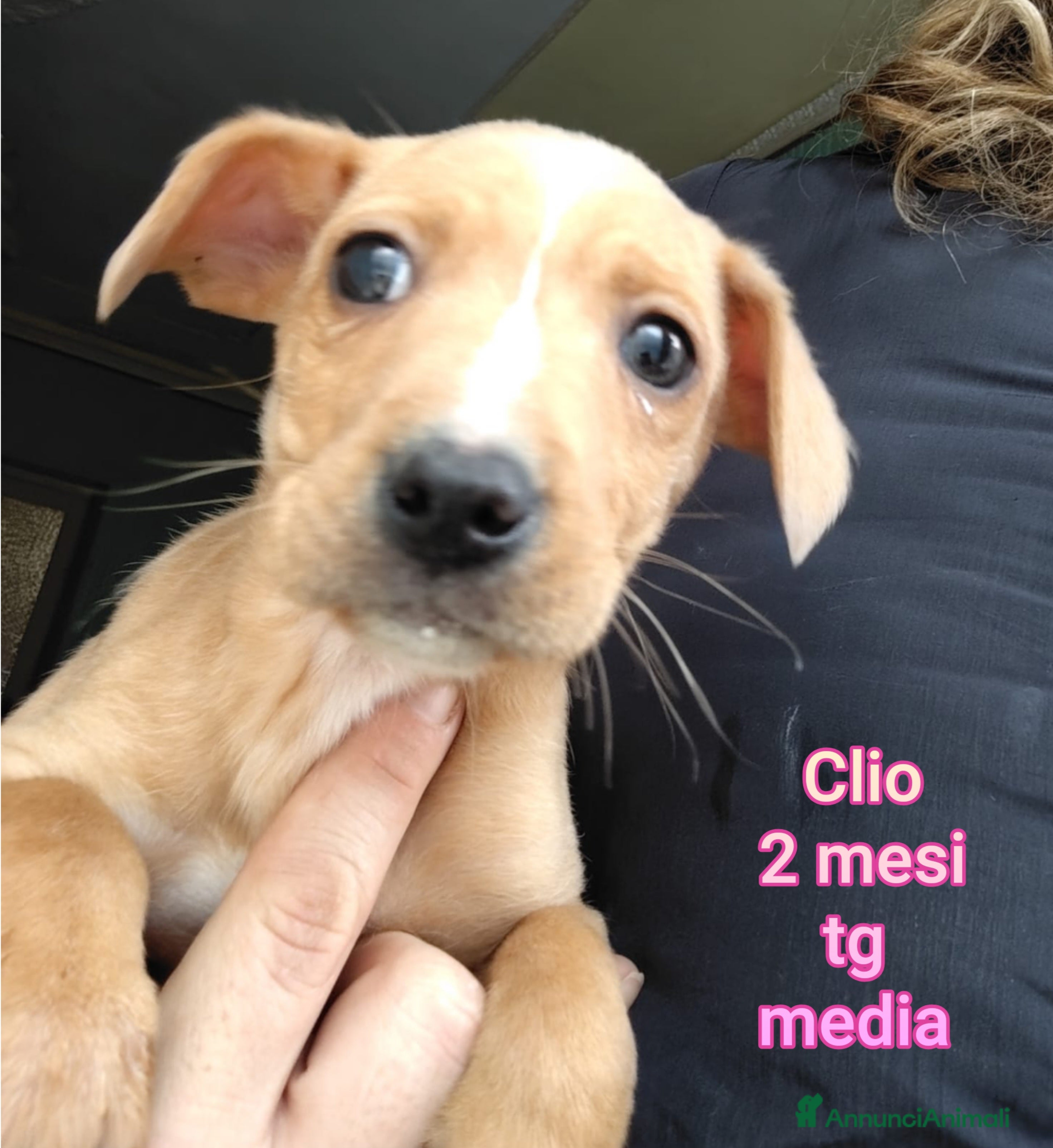 Meticcio cani TANTI CUCCIOLI SOLI  - Annuncio 1