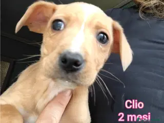 Meticcio cani TANTI CUCCIOLI SOLI - Annuncio 1