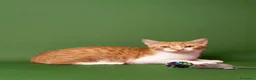 Europeo gatti in regalo: Gattini in adozione  a Provincia di Padova - Annuncio 13