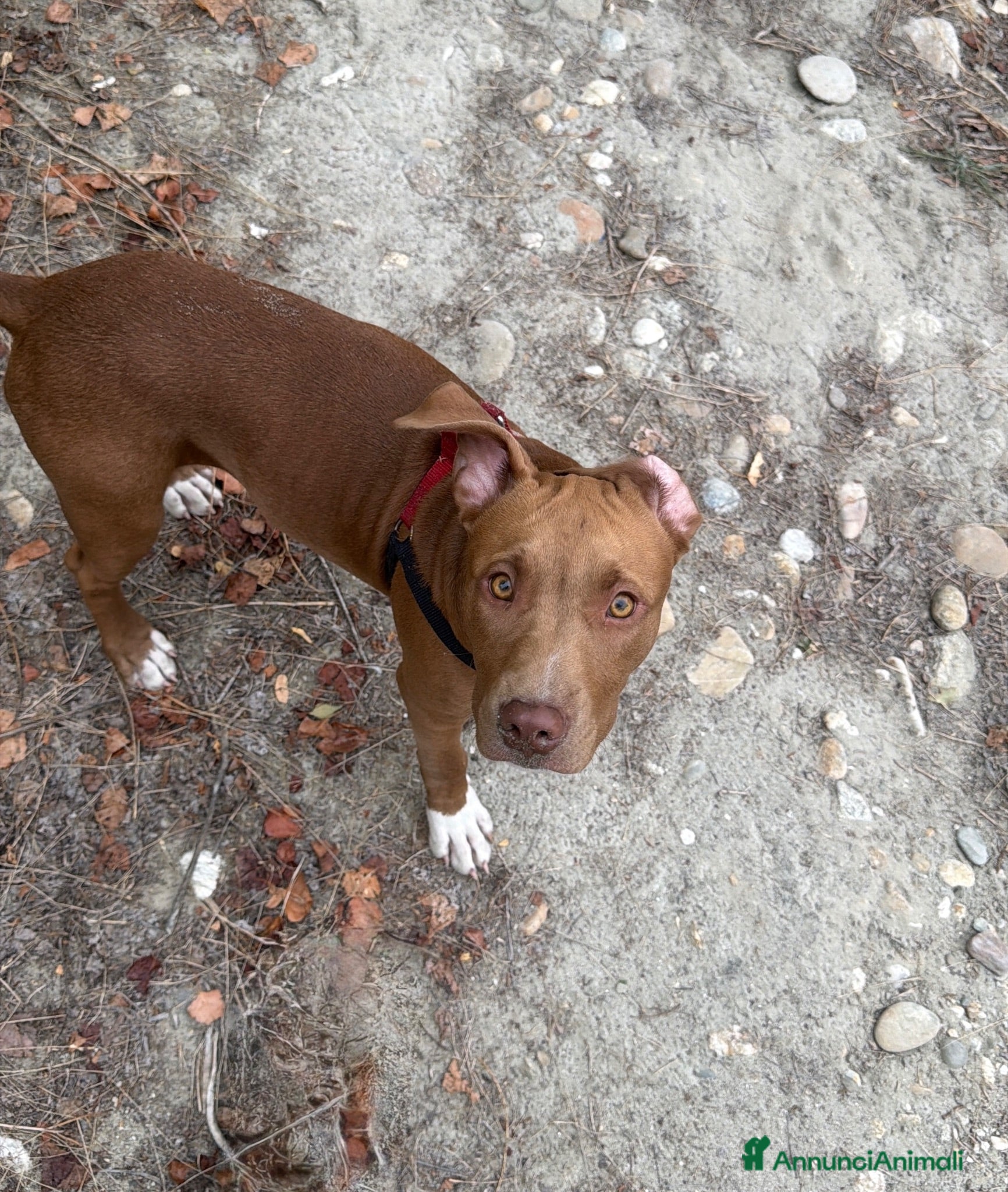 Pitbull cani Cucciola American Pitbull Terrier - Annuncio 3
