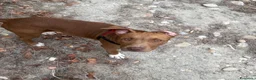 Pitbull cani in vendita: Cucciola American Pitbull Terrier - Annuncio 1