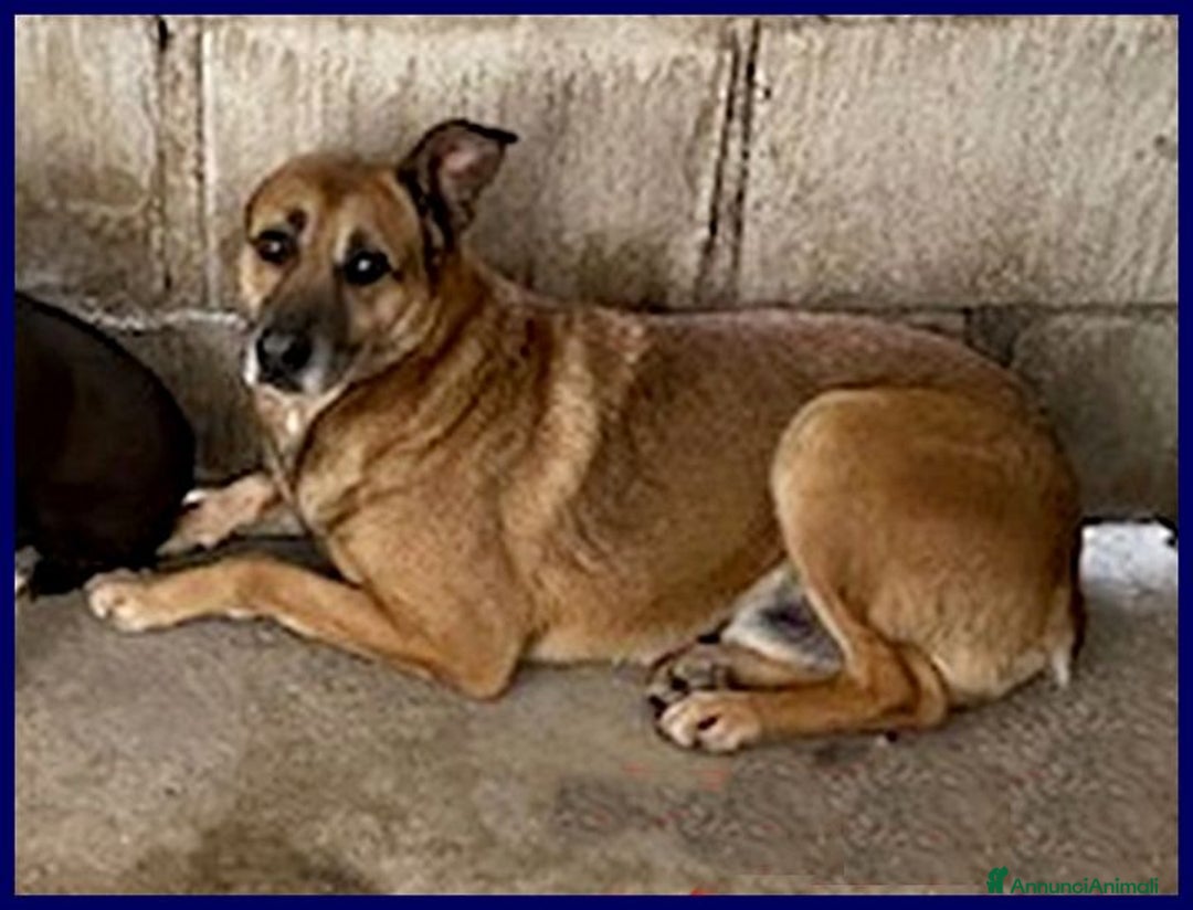 Meticcio cani in regalo: ZICO timido lupacchiotto - Annuncio 2