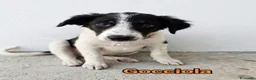 Meticcio cani in regalo: Gocciola  - Annuncio 1