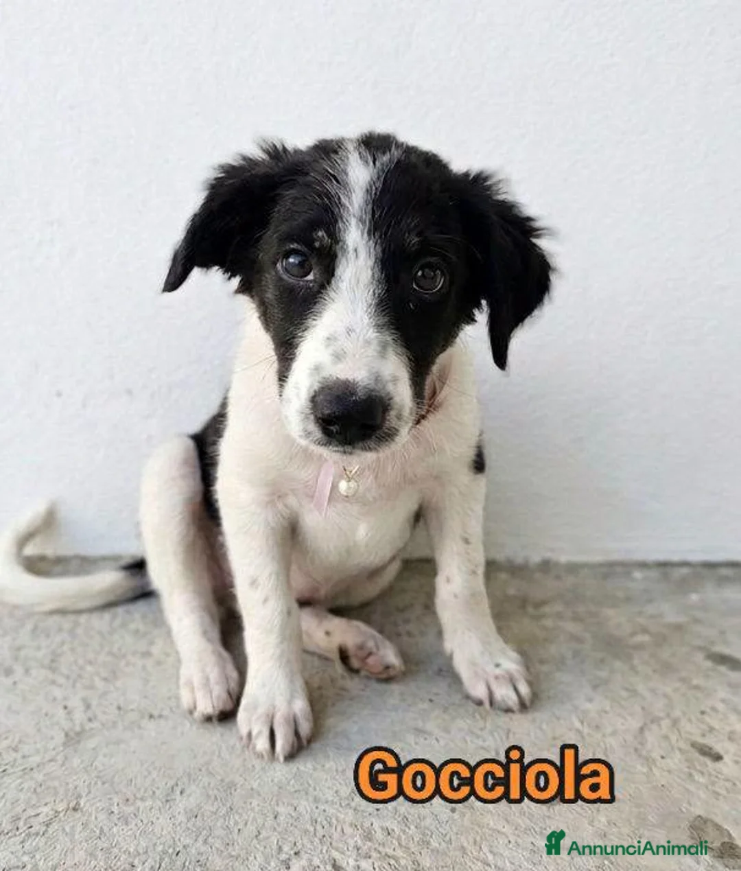 Meticcio cani in regalo: Gocciola  - Annuncio 1