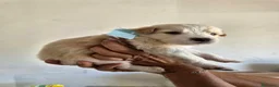 Meticcio cani in regalo: Bigné cerca casa - Annuncio 3