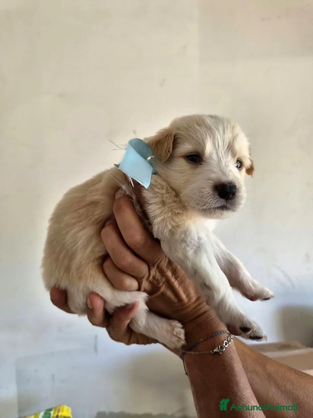 Meticcio cani in regalo: Bigné cerca casa - Annuncio 3