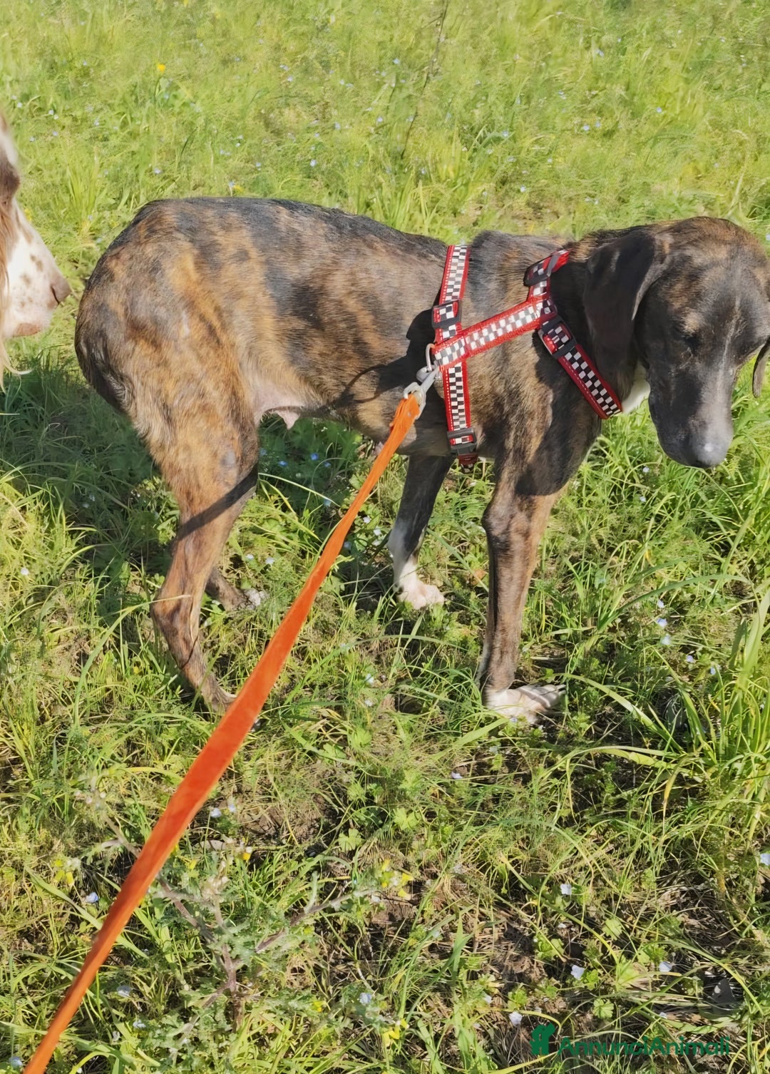 Meticcio cani in regalo: Cannella... adozione del SUPER CUORE ❤️ - Annuncio 4
