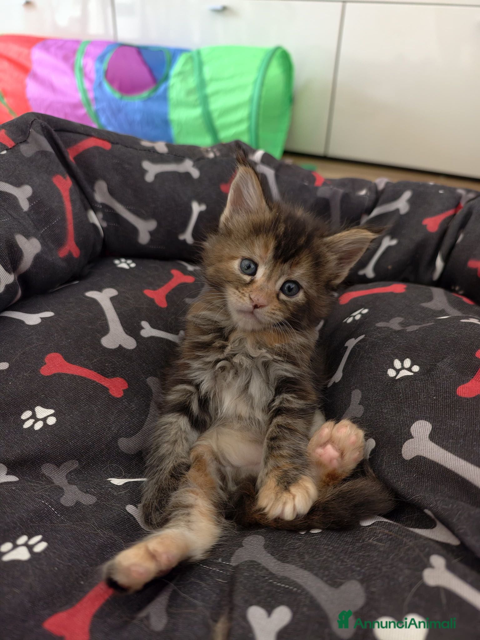 Maine Coon gatti in vendita: Bellissima cucciola Maine coon  - Annuncio 4