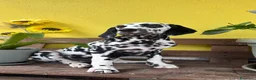 Dalmata cani in vendita: Cuccioli di Dalmata con Pedigree ENCI - Annuncio 2