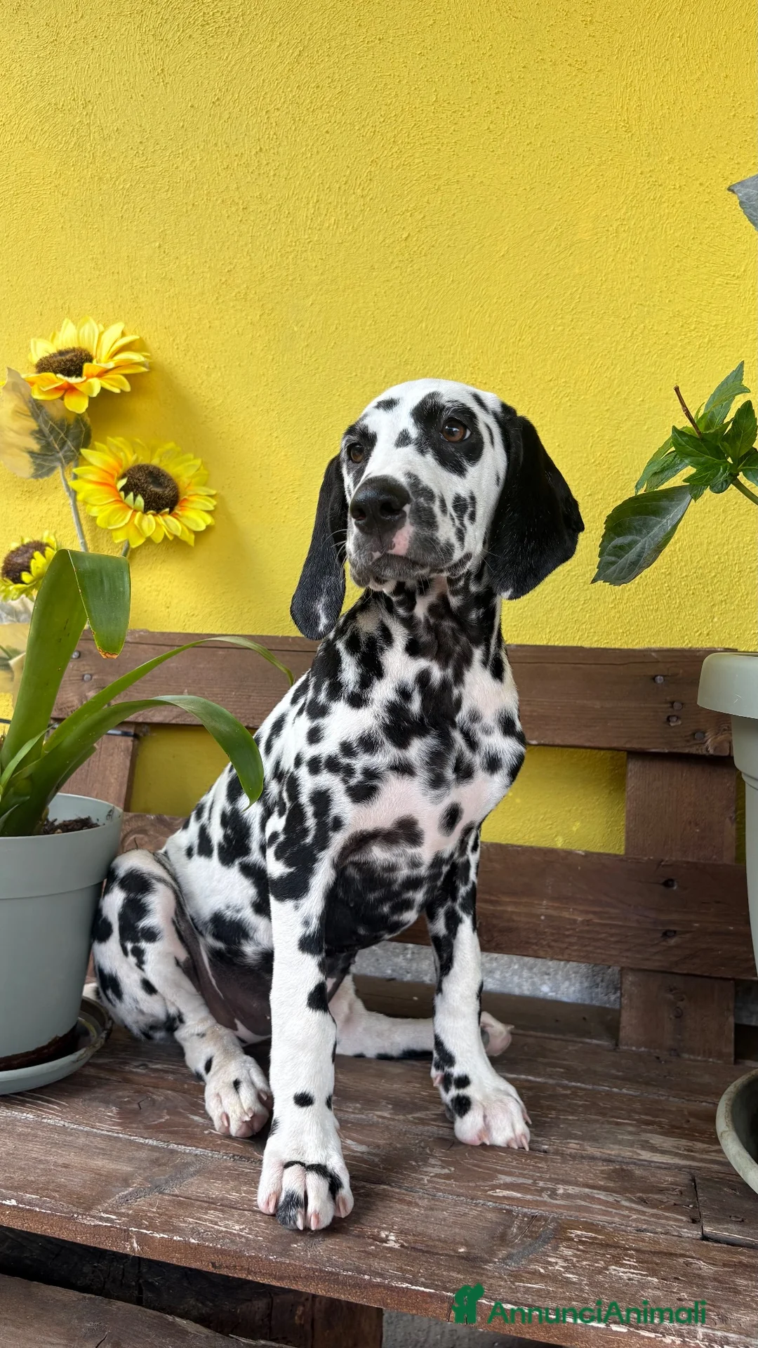 Dalmata cani in vendita: Cuccioli di Dalmata con Pedigree ENCI - Annuncio 2