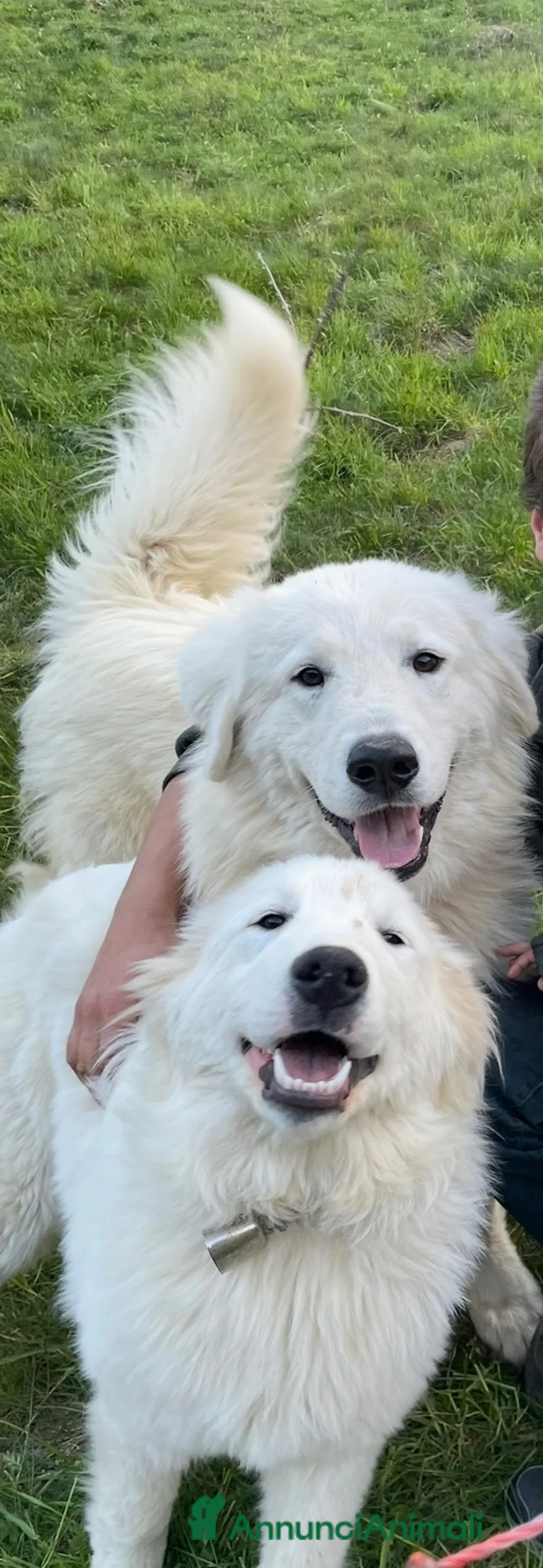 Pastore Abbruzzese Maremmano cani in vendita: Cuccioli di pastore maremmano abruzzese a Provincia di Bergamo - Annuncio 2