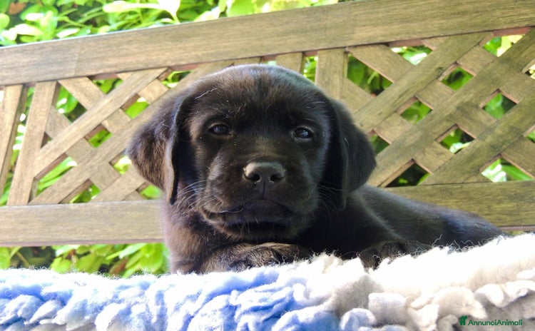 Labrador cani a Provincia di Perugia - Annuncio 3